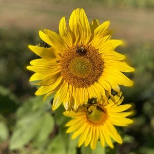 Meet your Posher, Elisa